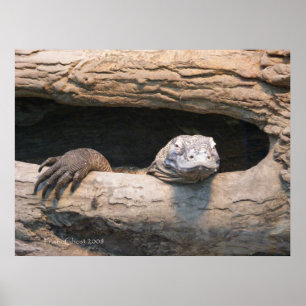 Póster Lazing Komodo Poster