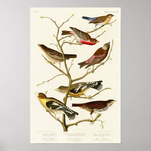 Póster Lazuli Finch John James Audubon Birds of America (Frente)