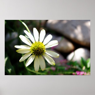 Póster Lazy Daisy Summer Day Print