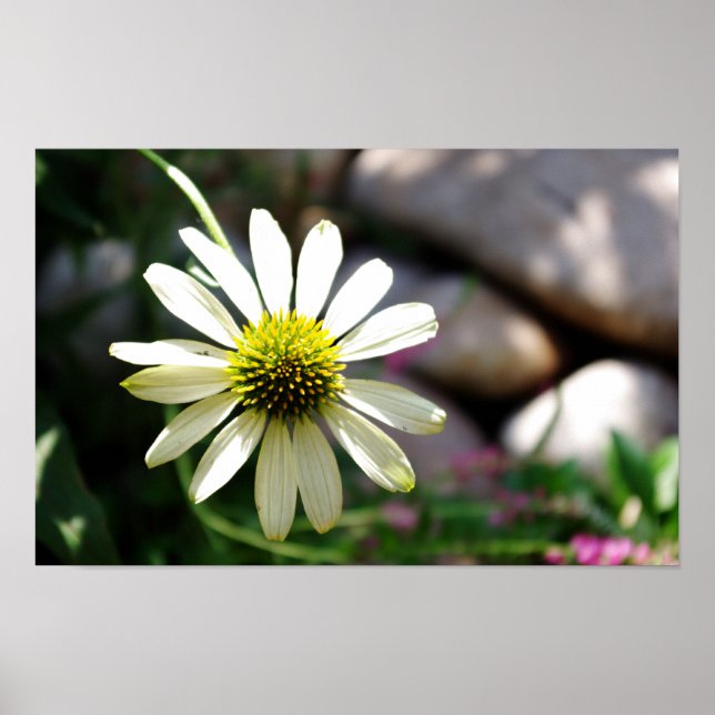 Póster Lazy Daisy Summer Day Print (Frente)