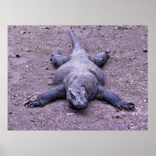 Póster Lazy Dragon