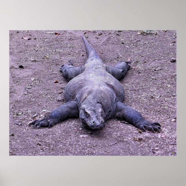 Póster Lazy Dragon (Frente)