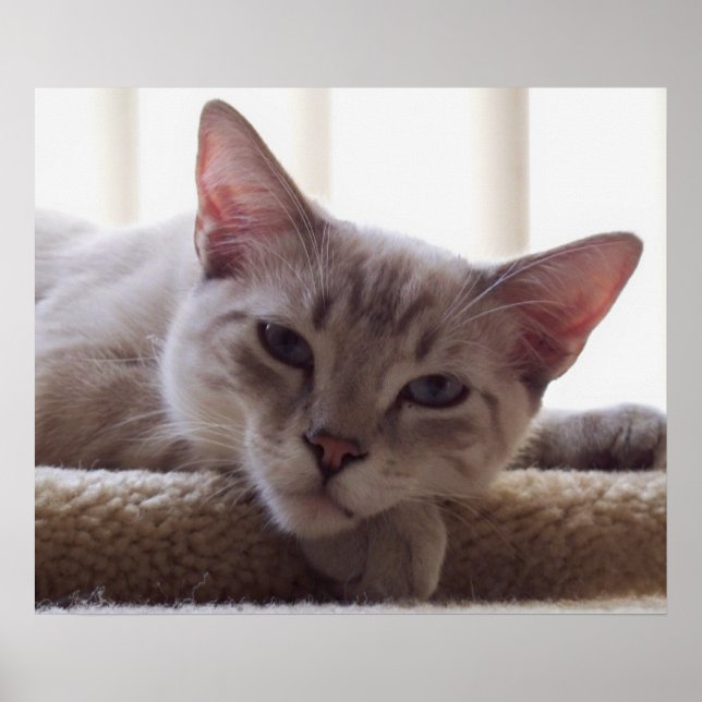 Póster Lazy Kitten, Poster de gatos siameses de Bengala (Frente)