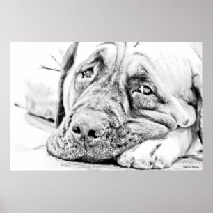 Póster Lazy Mastiff