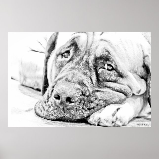 Póster Lazy Mastiff (Frente)