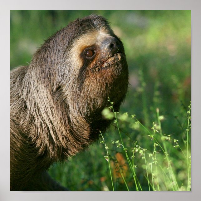 Póster Lazy Sloth Poster (Frente)