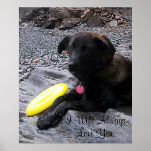 Póster Le amaré siempre poster