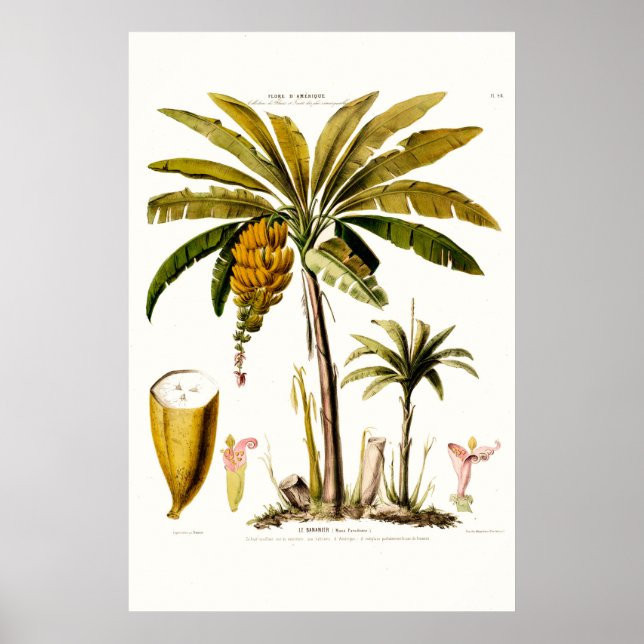 Póster Le Bananier Tropical Banana Tree Amerique (Frente)