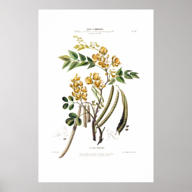 Póster Le Cafe Nouveau Amerique Botánico Amarillo Floral (Frente)