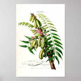 Póster Le Cornichon En Arbre Vintage Flore D Amerique