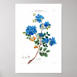 Póster Le Gayac Vintage Petales Botánicos Azules Amer Flo