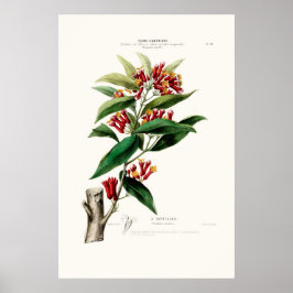 Póster Le Giroflier Red Clove Amerique Botanica