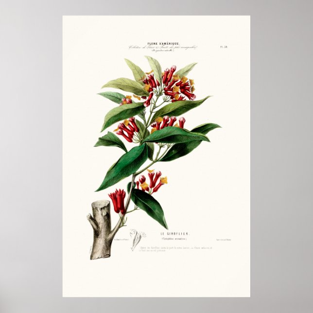 Póster Le Giroflier Red Clove Amerique Botanica (Frente)