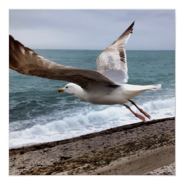 Póster Le Goëland d'Etretat français (Anverso)