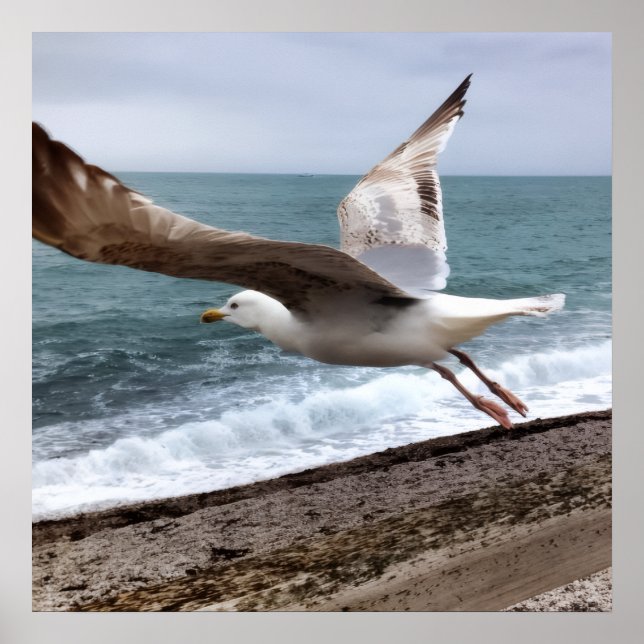 Póster Le Goëland d'Etretat français (Frente)