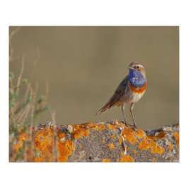 Póster Le gorgebleue à miroir 