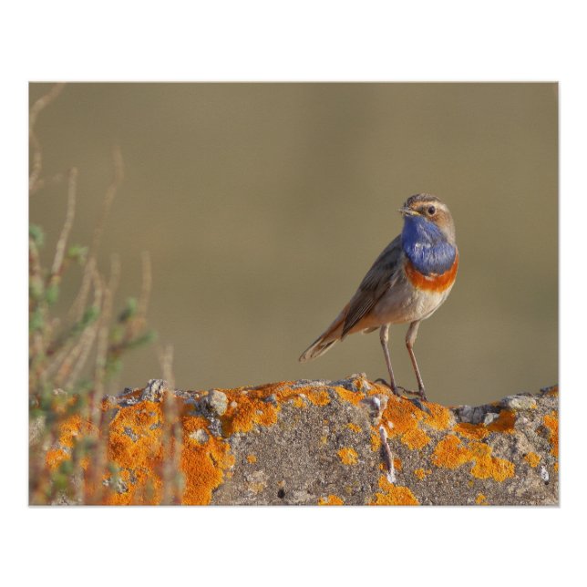 Póster Le gorgebleue à miroir  (Anverso)