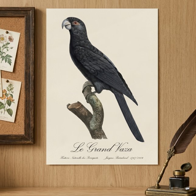 Póster Le Grand Vaza / Greater Vasa Parrot (Greater Vasa Parrot, Coracopsis Vasa Illustration. Poster)