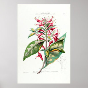 Póster Le Jalap Botanica Amerique Floral