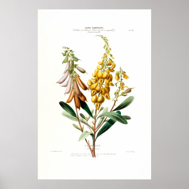 Póster Le Jouet Golden Yellow Botanical Floral Amerique (Frente)