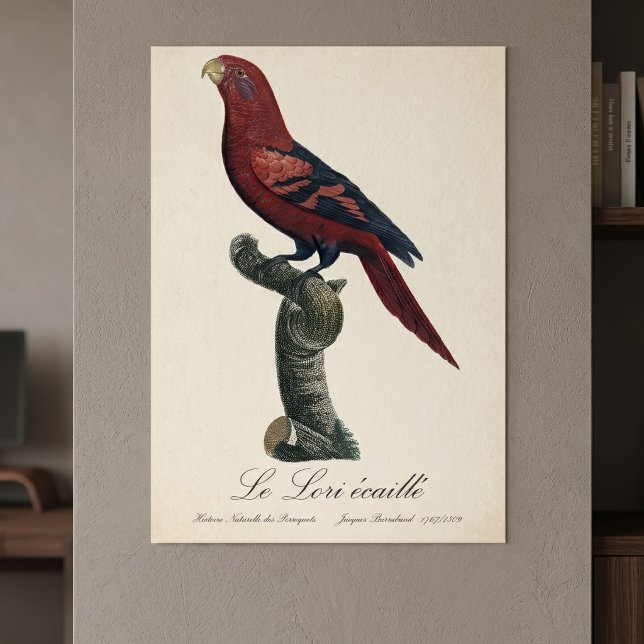 Póster Le Lori ecaille / Loria de barro azul (Blue-Streaked Lory, Trichoglossus reticulatus. Poster )