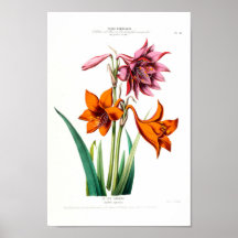 Le Lys Caraibe Amarillus Equestris Vintage Ameriqu