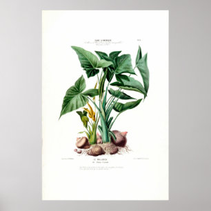 Póster Le Malanga Vintage Botánico Flore D Amerique