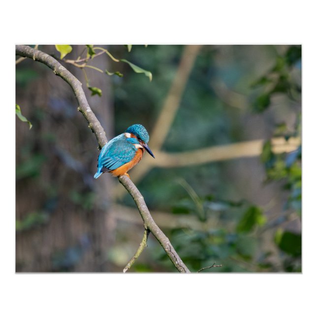 Póster Le martin-pêcheur (Anverso)