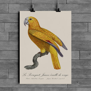 Póster Le Perroquet Jaune ecaille de rouge