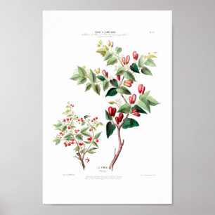 Póster Le Piment Red Floral Vintage Amerique Botánico