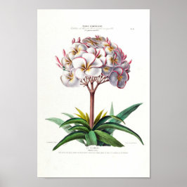 Póster Le Plumeri Lilac Flore de Vintage floral blanca D