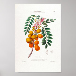 Póster Le Prunier Du Chili Botánica de ciruelas brasileña