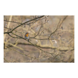 Póster le rouge-gorge, lumière dorée