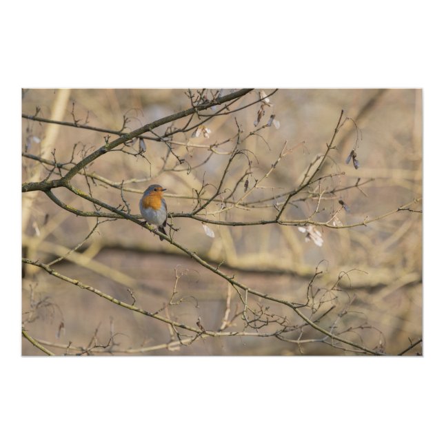 Póster le rouge-gorge, lumière dorée (Anverso)