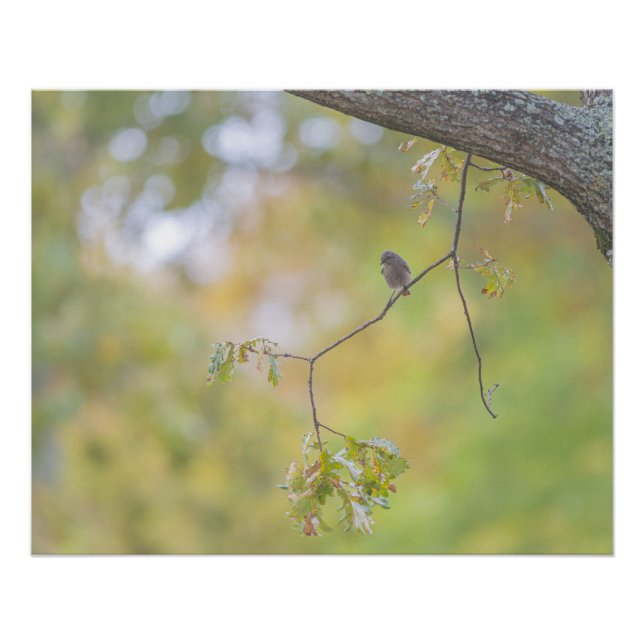 Póster Le rougue-queue noire sur sa branche (Anverso)