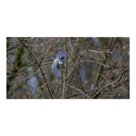 Póster Le vol de la mésange bleue 