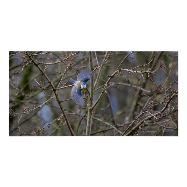 Póster Le vol de la mésange bleue  (Anverso)