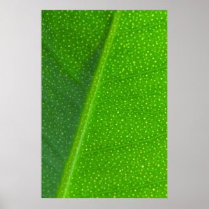 Póster Leaf