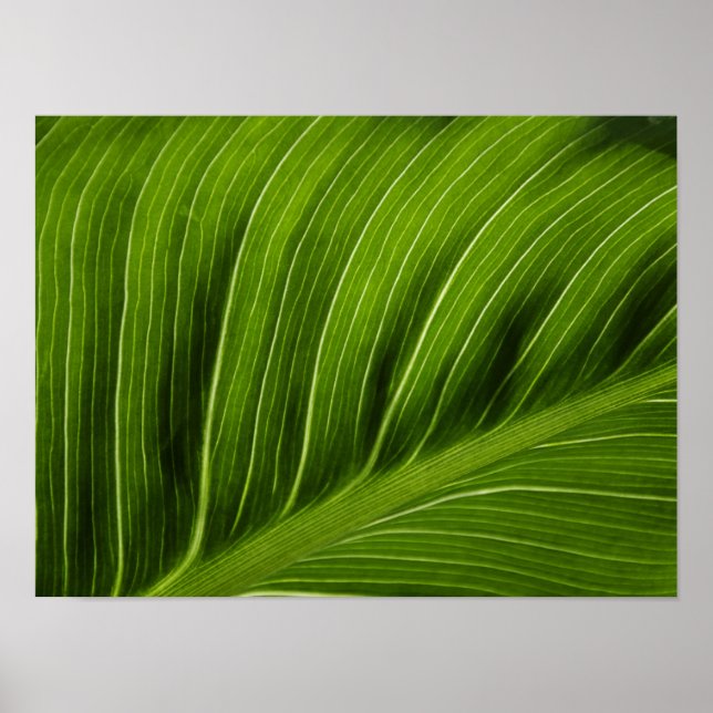Póster Leaf (Frente)