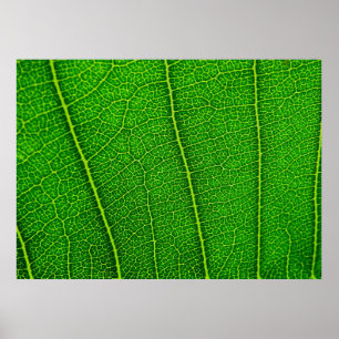 Póster Leaf