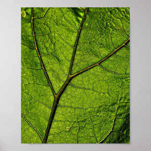 Póster Leaf. Butterbur verde