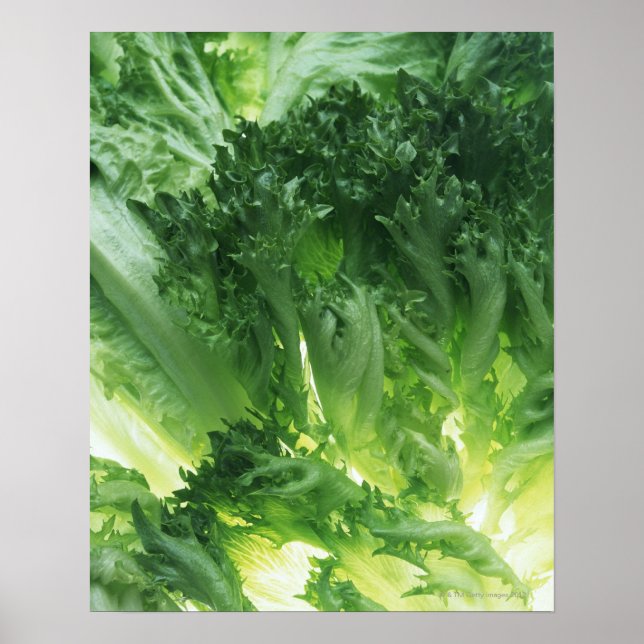 Póster Leaf Lettuce (Frente)