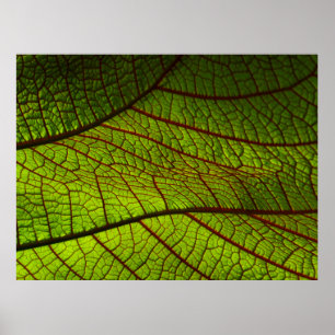 Póster Leaf macro veins leaf veins green