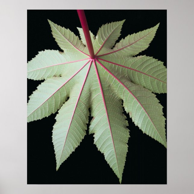 Póster Leaf y Stem (Frente)