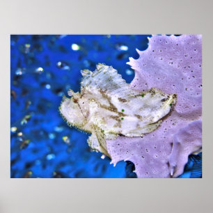 Póster Leafy Scorpionfish