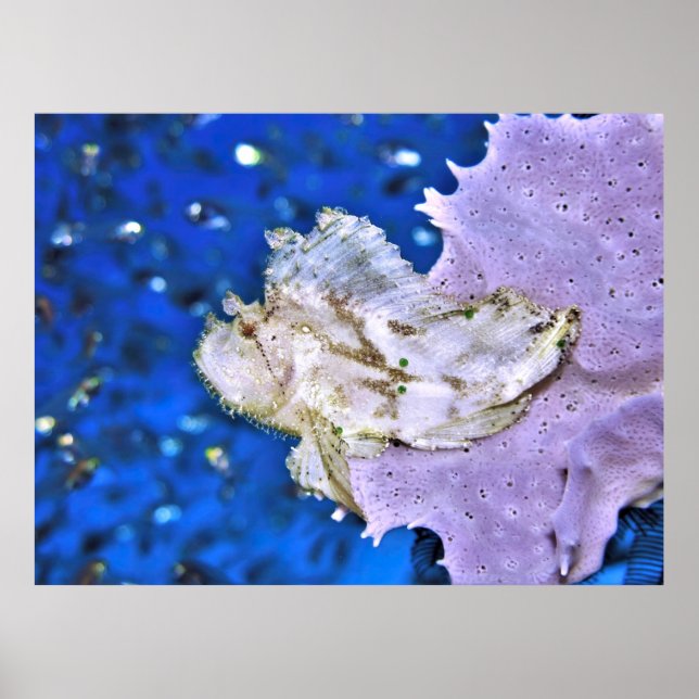 Póster Leafy Scorpionfish (Frente)