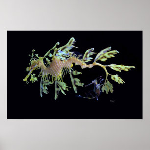 Póster Leafy Sea Dragon y Weedy Seadragon