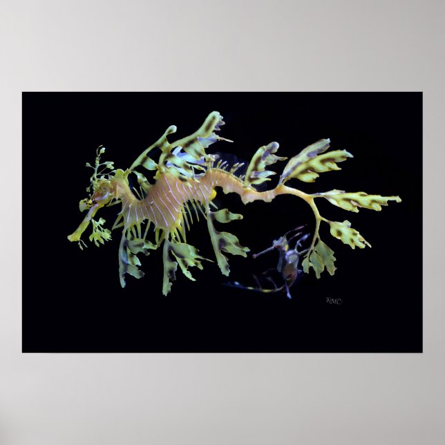 Póster Leafy Sea Dragon y Weedy Seadragon (Frente)