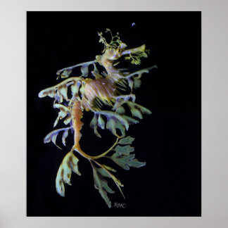 Póster Leafy Seadragon y Mysid Shrimp