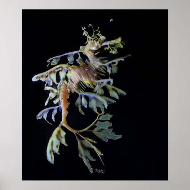 Póster Leafy Seadragon y Mysid Shrimp (Frente)